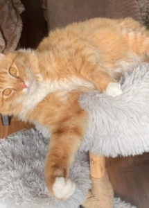 A fluffy cat lying on a scratching post