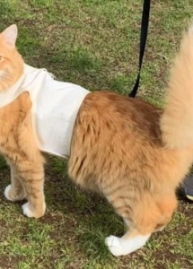 A fluffy cat wearing a harness
