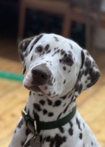 KNIGHTLY - DALMATIAN