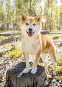 GRAYSON - SHIBA