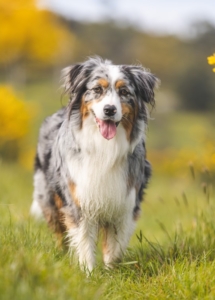 A dog running on grass