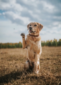 HOLLY - LABRADOR