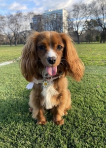 A dog sitting on grass