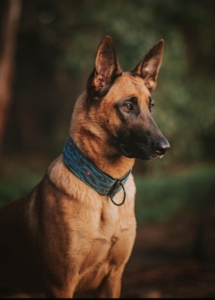 MAZE - MALINOIS