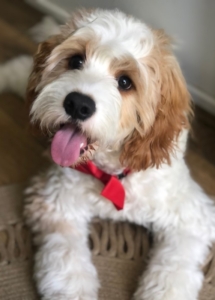 A dog with its tongue out