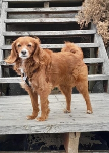 A dog standing on a wooden staircase