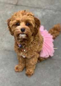 A dog wearing a pink skirt