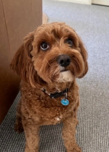 A brown dog looking up