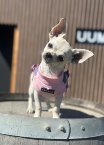 A small dog wearing a pink sweater