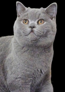 A grey cat with yellow eyes