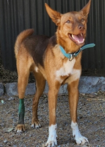 A dog standing on gravel