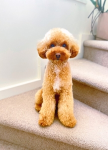 A dog sitting on a staircase