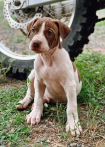 A dog sitting in grass next to a motorcycle tire