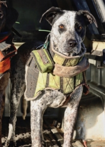 A dog wearing a vest