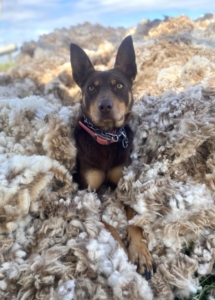 A dog in a pile of sheep wool