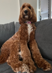 A dog sitting on a couch