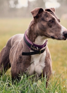 A dog standing in long grass