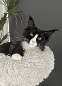 A black and white cat lying in a fluffy bed