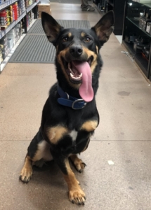 A 3-legged dog sitting on the floor with its tongue out