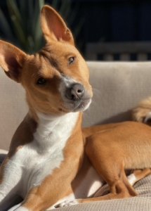 A brown and white dog lying on a couch