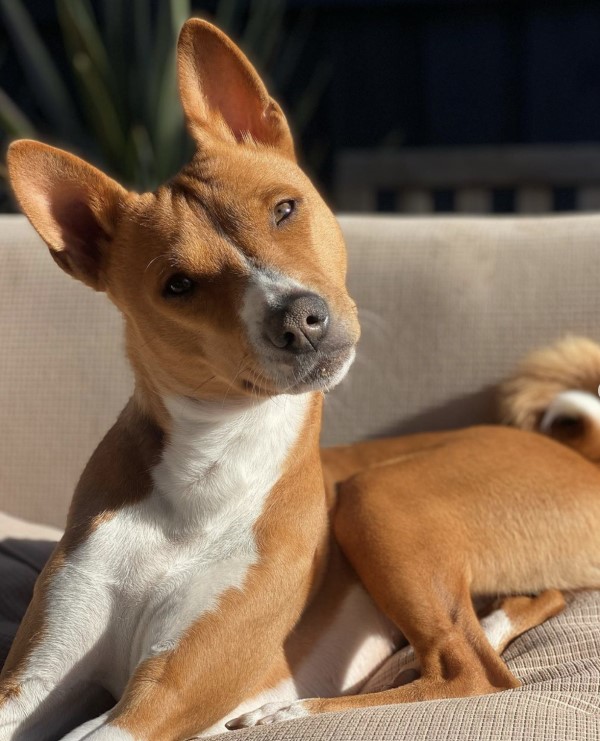 A brown and white dog lying on a couch