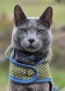 A cat wearing a vest