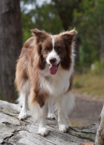 A dog standing on a log