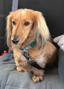 A dog sitting on a seat