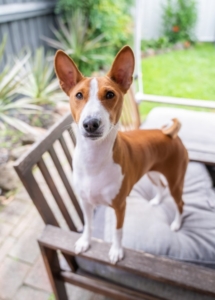 A dog standing on a chair