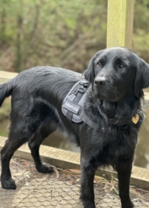 A black dog standing on a wood bridge