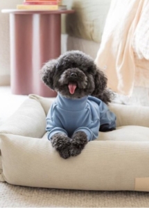 A dog wearing a sweater