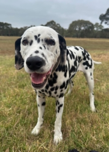 A dog standing in a field