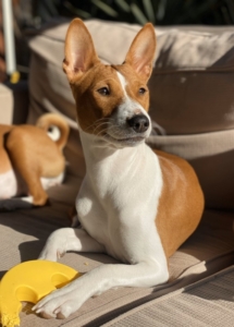 A dog lying on a couch with a yellow toy