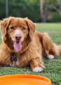 A dog holding a pair of shoes in its mouth