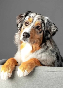 A dog sitting on a chair